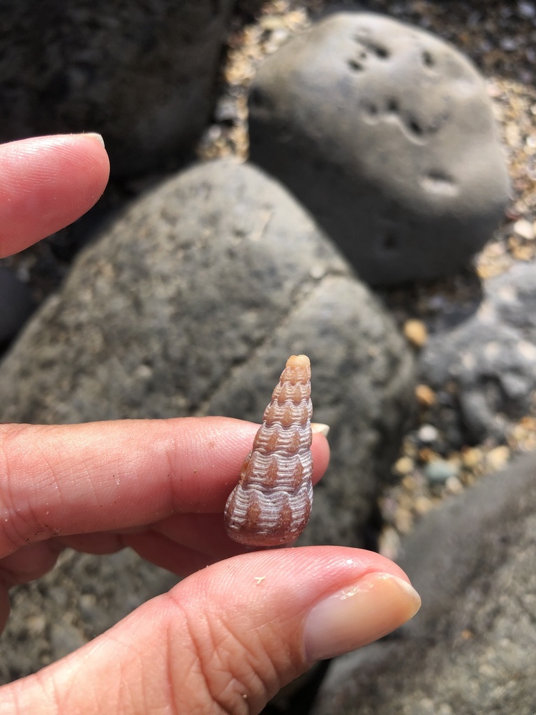 Australian Mud Whelk in February 2024 by inatau · iNaturalist