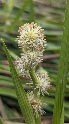 Sparganium fallax iNat (1)