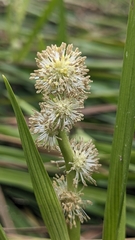 Sparganium fallax, photograph (c) Cheng-Te Hsu, some rights reserved (CC BY)