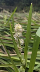 Sparganium fallax, photograph (c) Cheng-Te Hsu, some rights reserved (CC BY)