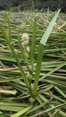 Sparganium fallax, photograph (c) Cheng-Te Hsu, some rights reserved (CC BY)