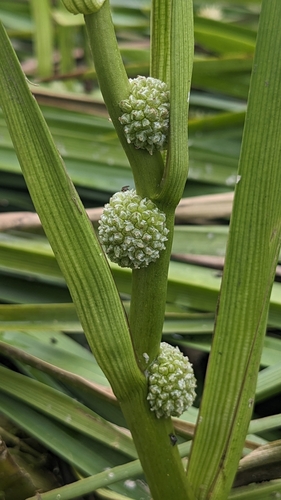 Sparganium fallax, photograph 6