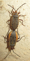 Probergrothius
