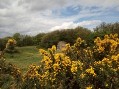 Ulex europaeus