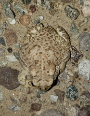Anaxyrus microscaphus