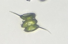Scenedesmaceae