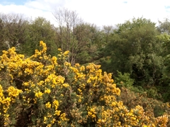 Ulex europaeus