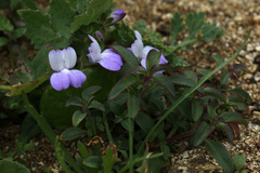 Collinsia multicolor