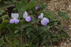 Collinsia multicolor