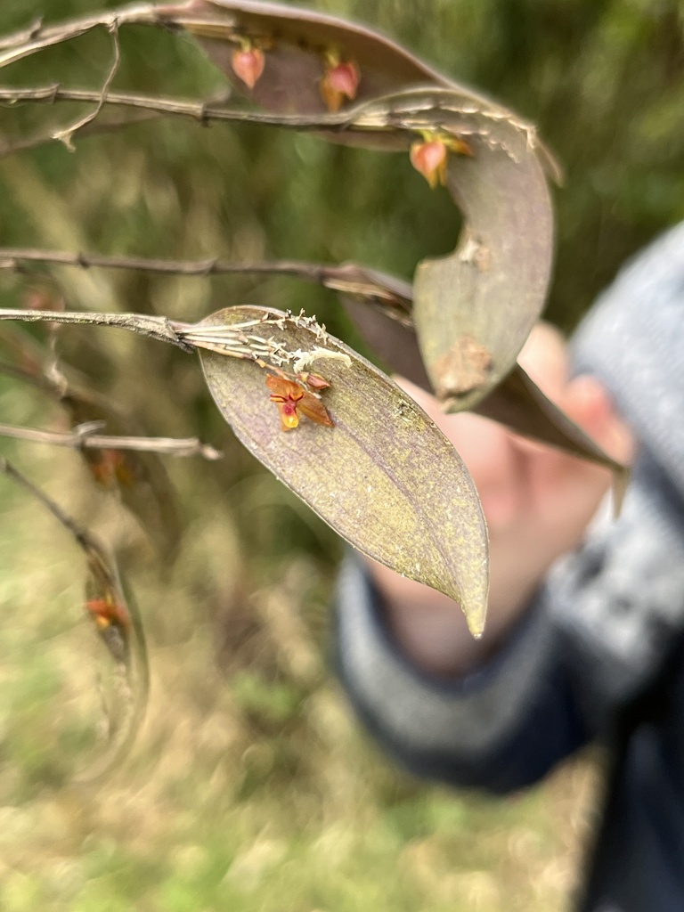 Lepanthes cuatrecasasii