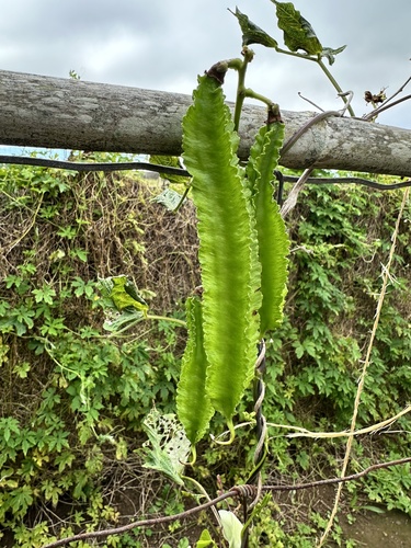Psophocarpus tetragonolobus observed 2024-03-14