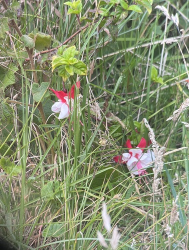 Foto de Brinco-de-princesa