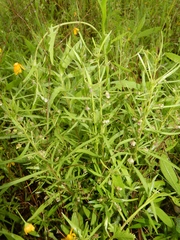 Pombalia verticillata