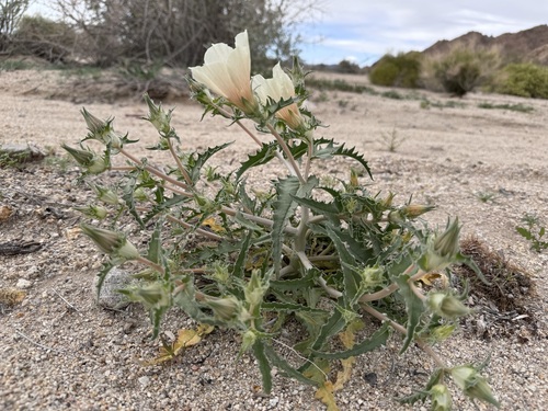 Mentzelia involucrata var. involucrata