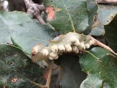 Dryomyia lichtensteinii