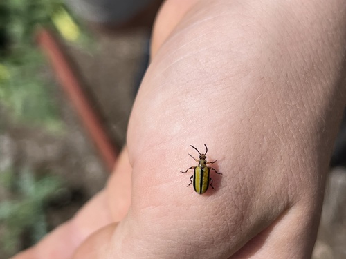 Lema daturaphila observed 2024-03-14