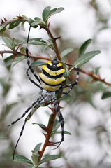 Argiope coquereli