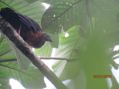 Chamaepetes goudotii