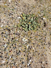 Eriogonum reniforme