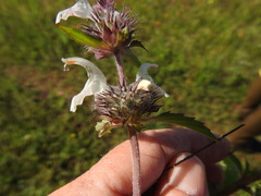 Monarda clinopodioides