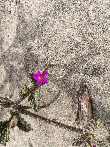 Image of Okenia hypogaea by (c) Norma Piedra, some rights reserved (CC BY)