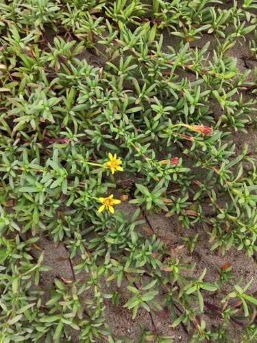 Image of Pectis multiflosculosa by (c) Norma Piedra, some rights reserved (CC BY)