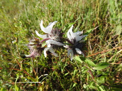 Monarda clinopodioides