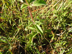 Monarda clinopodioides