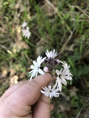 Lithophragma parviflorum
