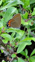 Satyrium pruni