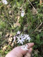 Lithophragma parviflorum