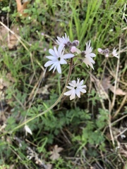 Lithophragma parviflorum