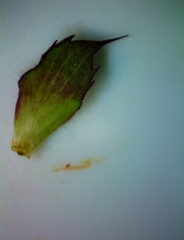 Monarda clinopodioides