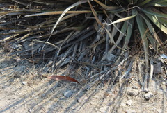 Aspidoscelis motaguae