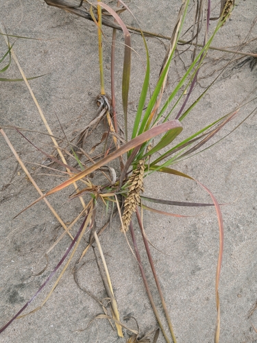 Uniola pittieri (Uniola pittieri)