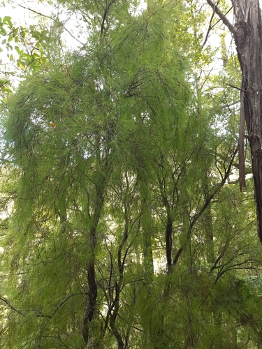 Wharekohu (Dracophyllum urvilleanum)