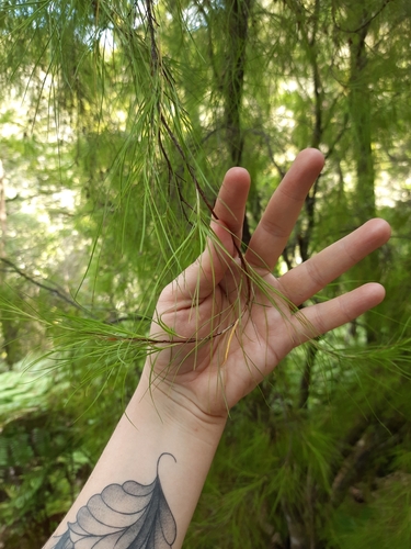 Image of Dracophyllum urvilleanum by (c) Genevieve Early, some rights reserved (CC BY)