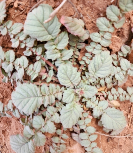 Chylismia multijuga (Chylismia multijuga)