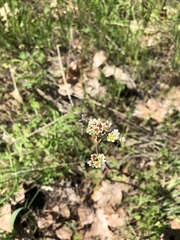 Micranthes integrifolia