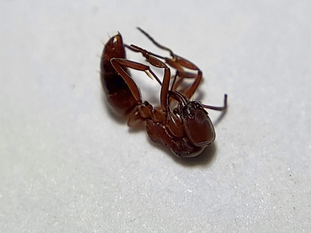Mesoponera rubra
