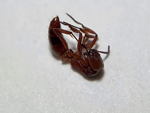 Mesoponera rubraMesoponera rubra