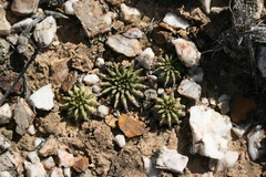 Euphorbia susannae