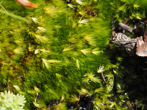 Campylopus fragilis