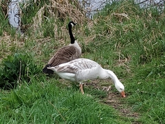 Branta canadensis