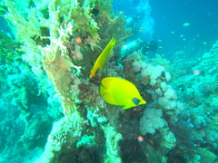 Chaetodon semilarvatus