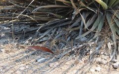 Aspidoscelis motaguae