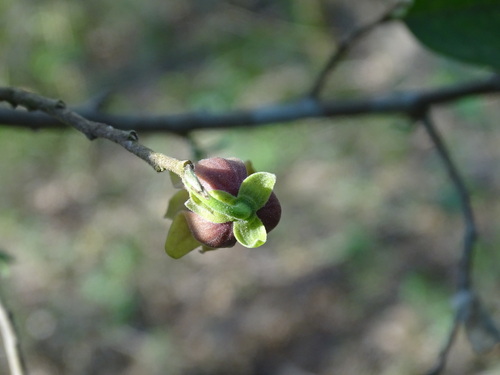 Sapranthus microcarpus, photograph 6
