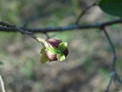 Sapranthus microcarpus, photograph (c) Alexis López Hernández, some rights reserved (CC BY)