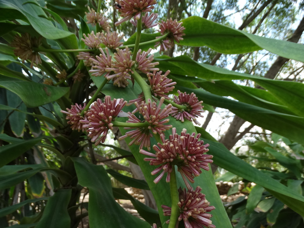 Dracaena foliage detail