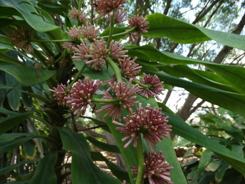 Dracaena fragrans
